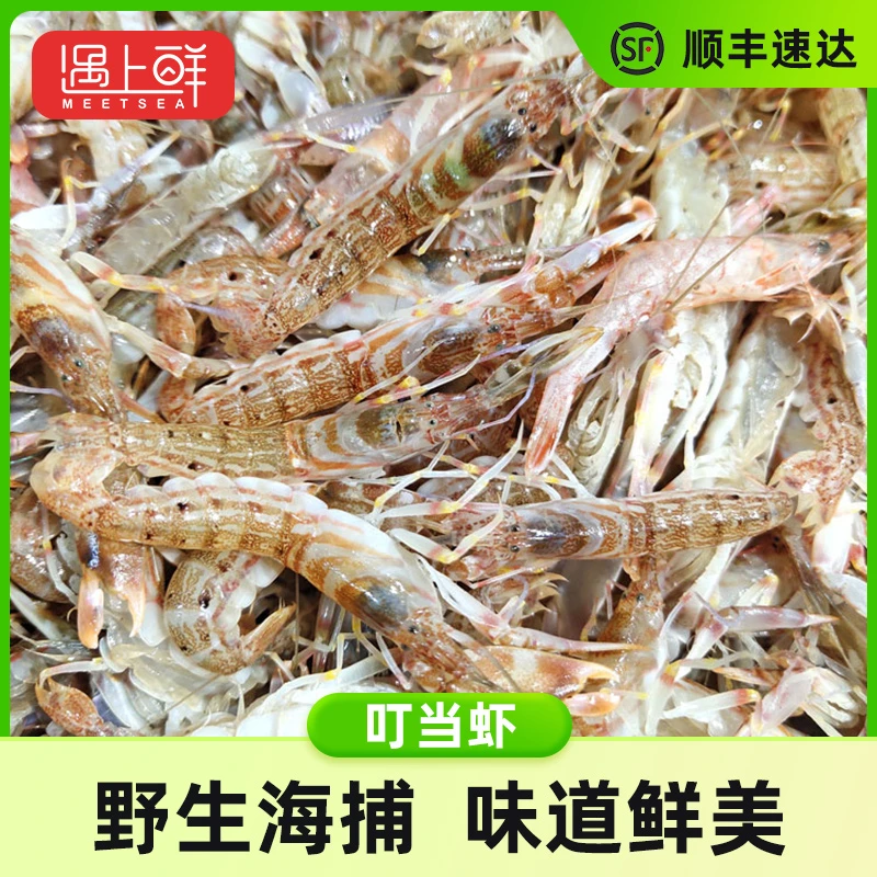 遇上鲜舟山野生东海叮当虾 可家烧可爆炒 船冻品质 舟山发货