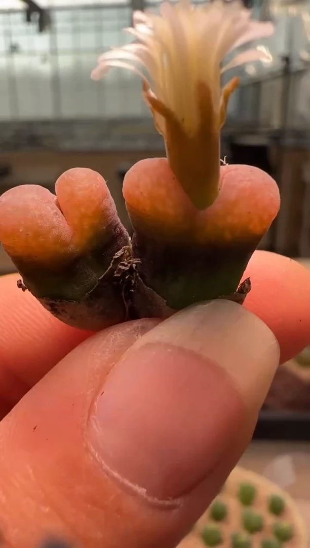 【闪购商品】28-137