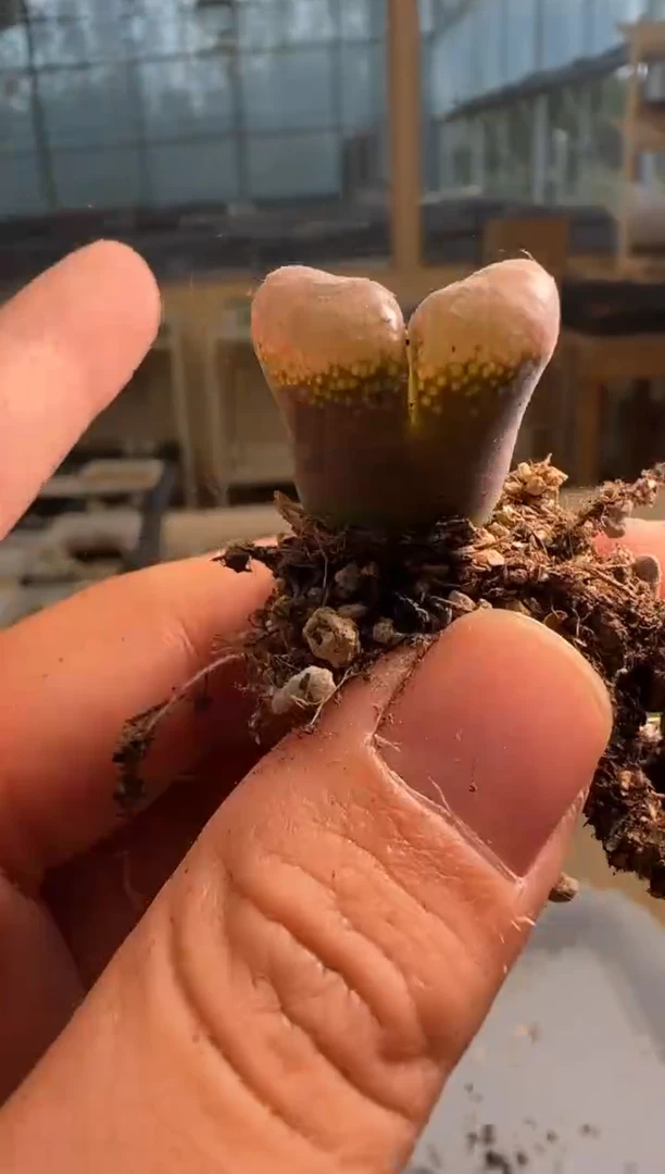 【闪购商品】20-172