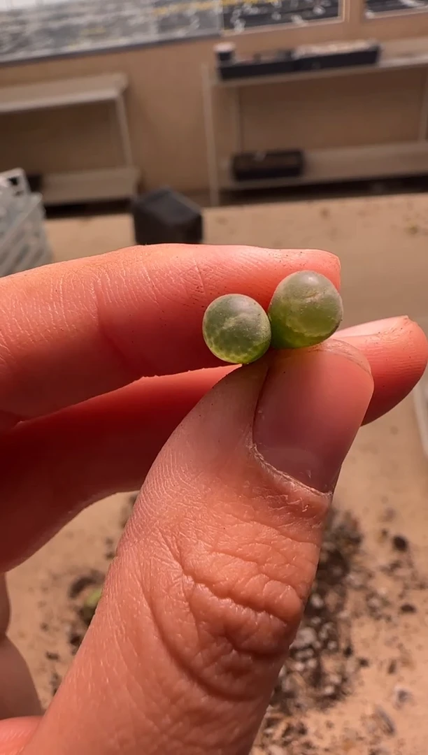 【闪购商品】29-503