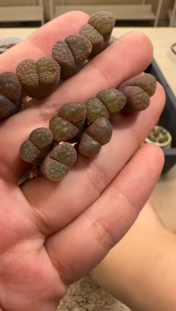 【闪购商品】25-50一个一组