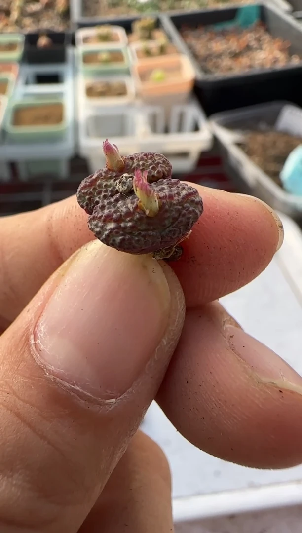 【闪购商品】6-152