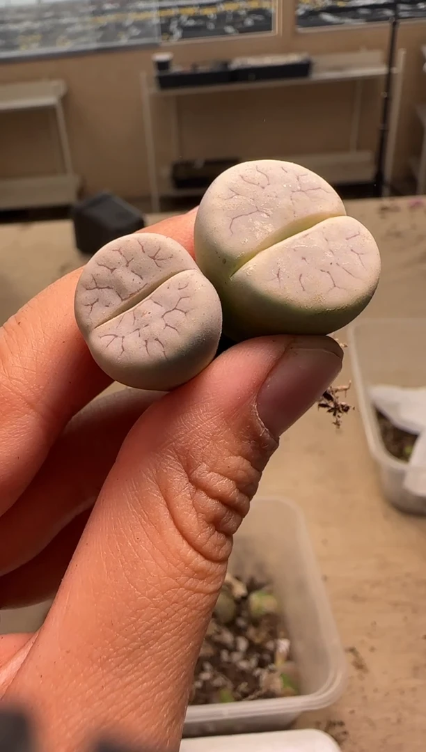 【闪购商品】29-475