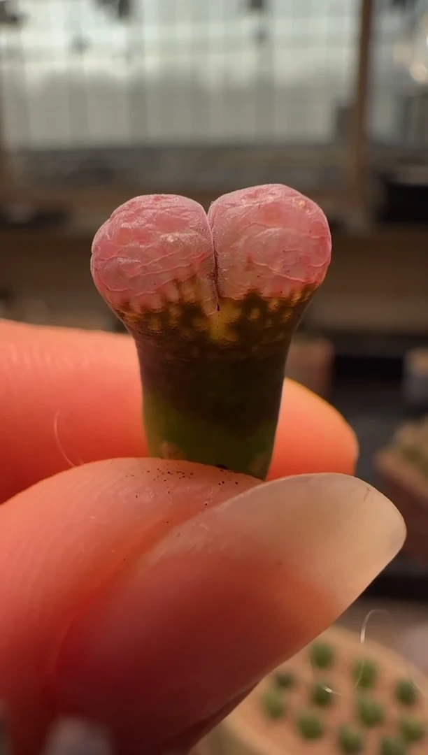 【闪购商品】28-139