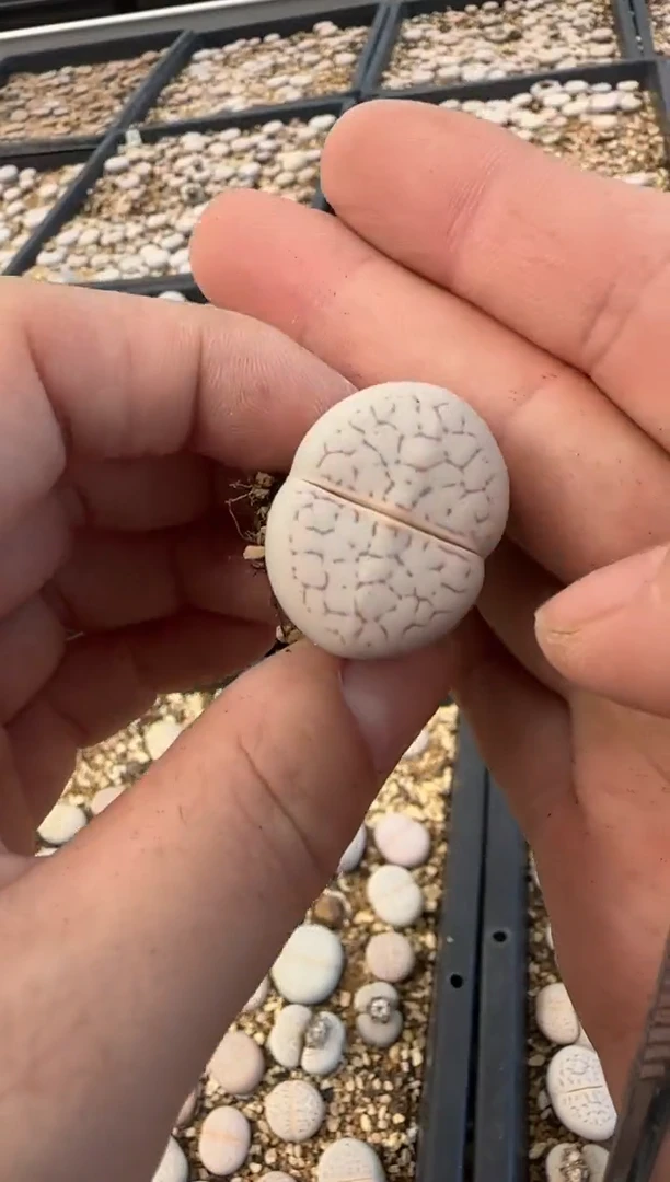 【闪购商品】28-249