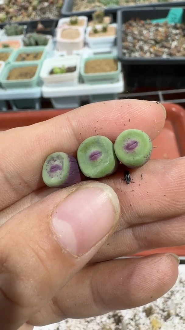 【闪购商品】8-441