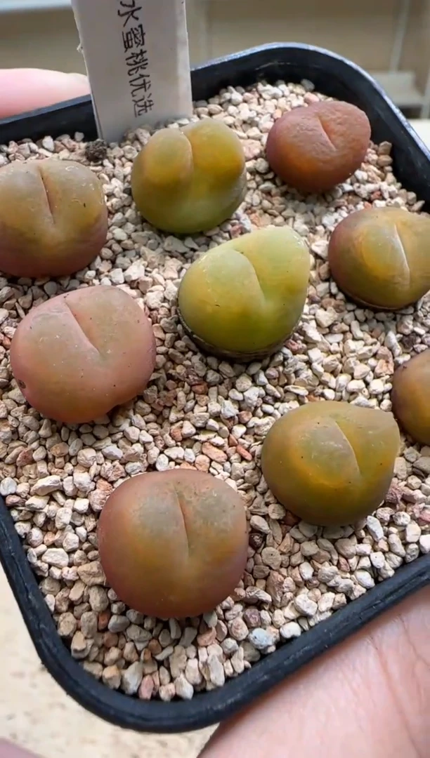 【闪购商品】25-67