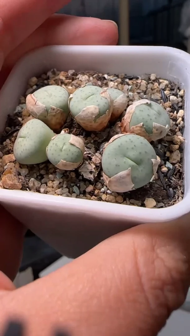 【闪购商品】28-279