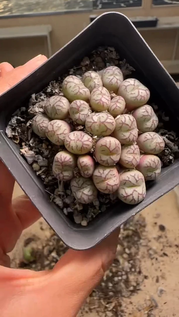 【闪购商品】29-557