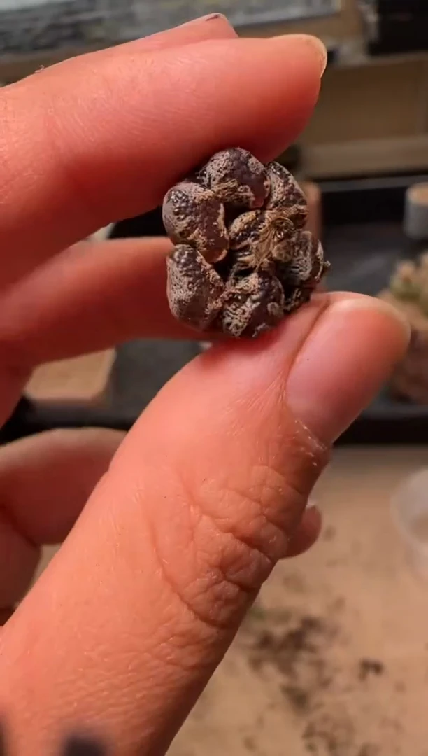 【闪购商品】28-109