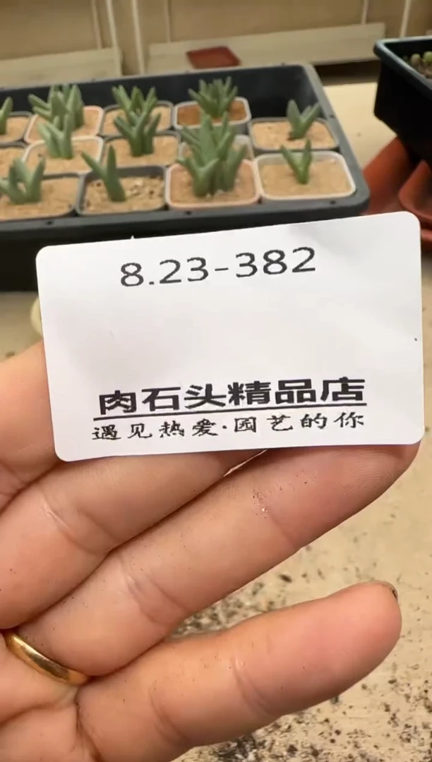 【闪购商品】23-382