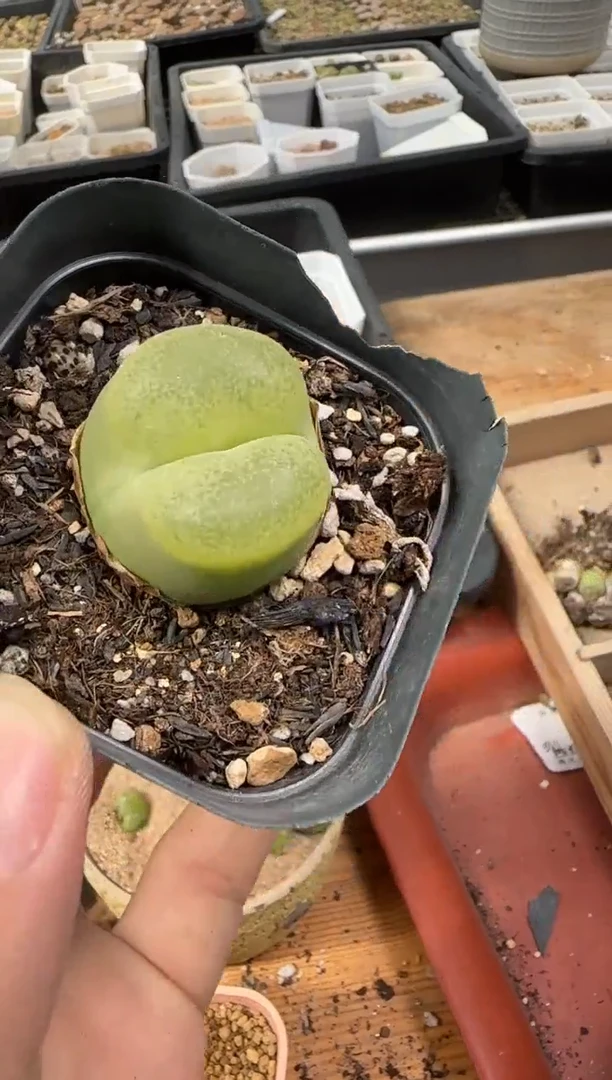 【闪购商品】28-271