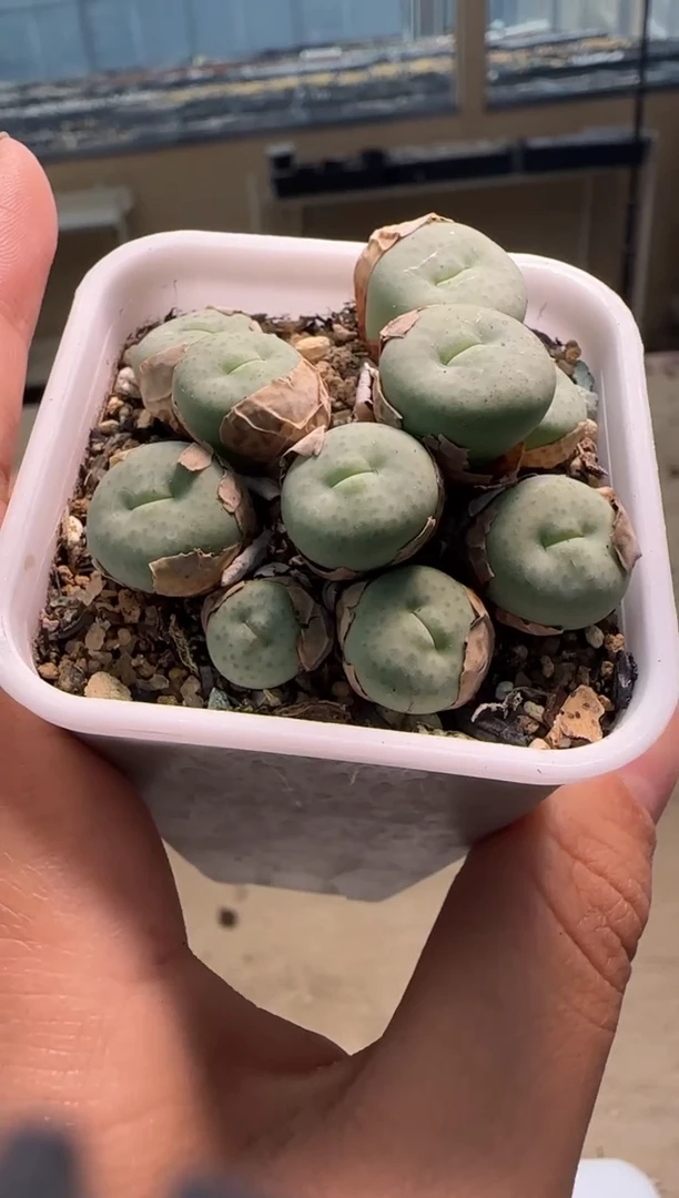 【闪购商品】29-280