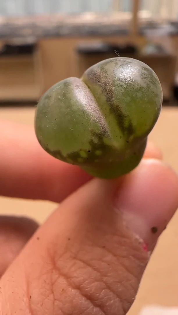 【闪购商品】24-52