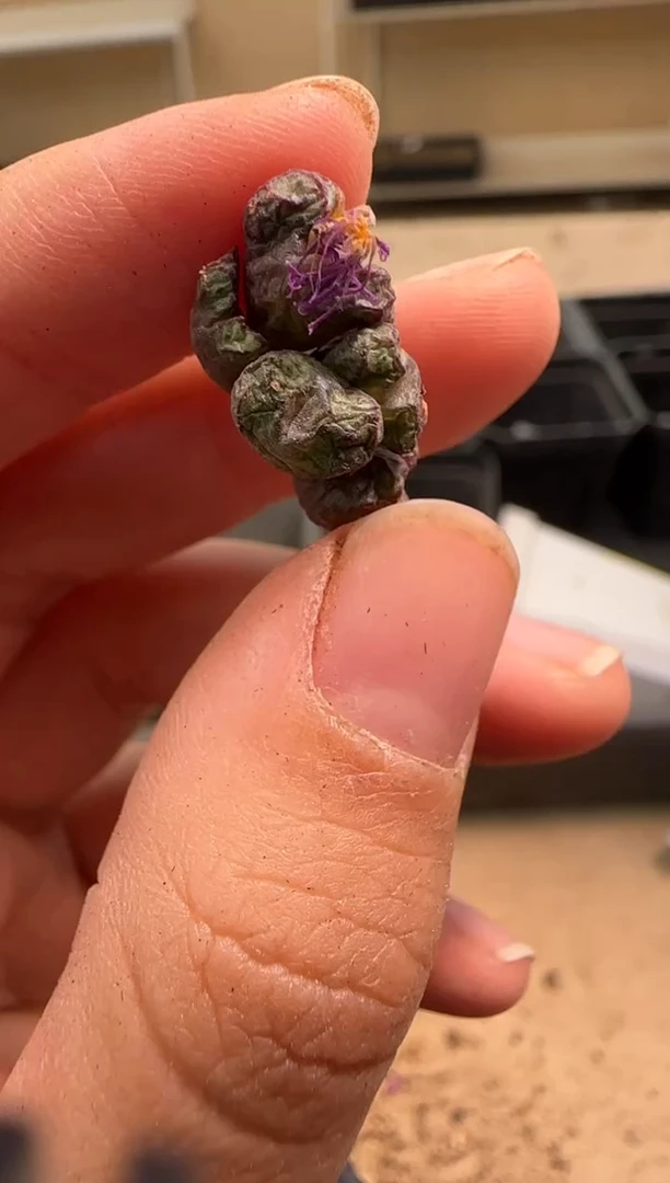 【闪购商品】29-62