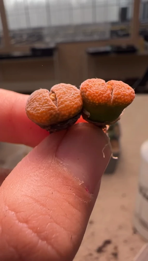 【闪购商品】24-366