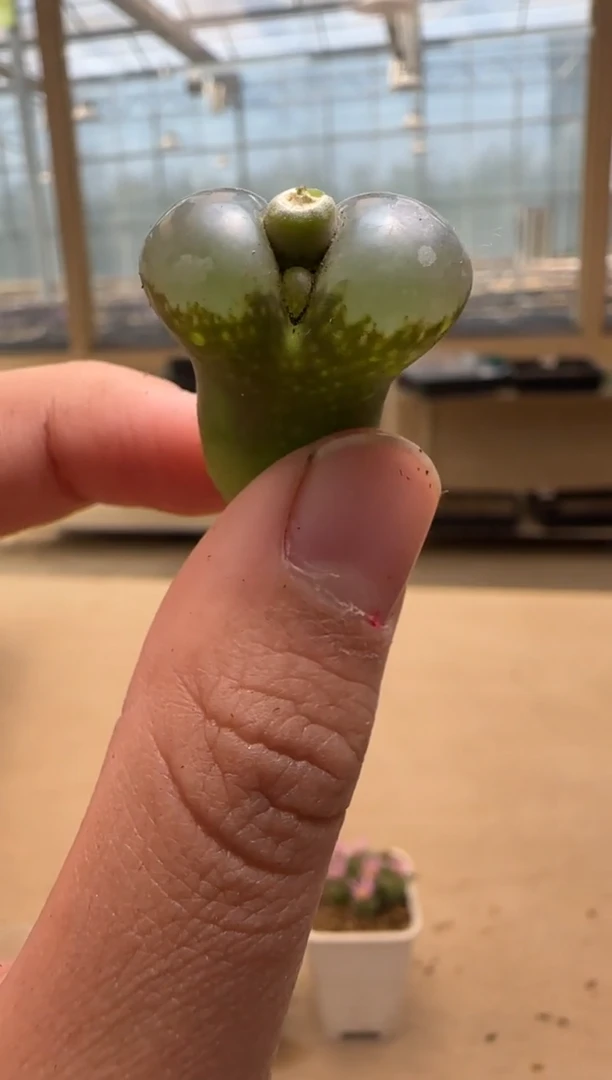 【闪购商品】24-74