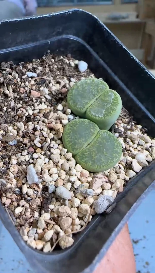 【闪购商品】20-195