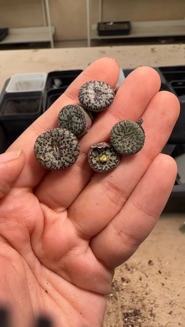 【闪购商品】29-66