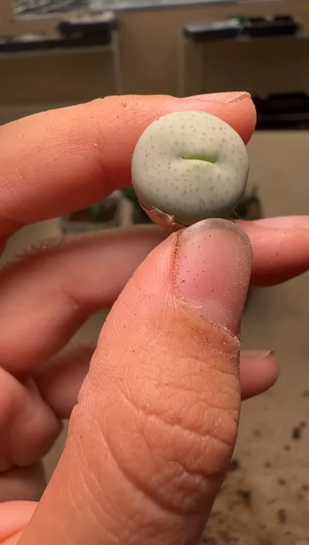 【闪购商品】24-337