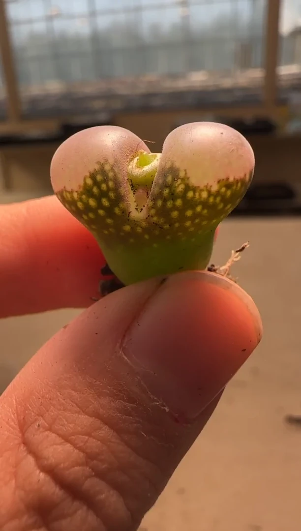 【闪购商品】24-81