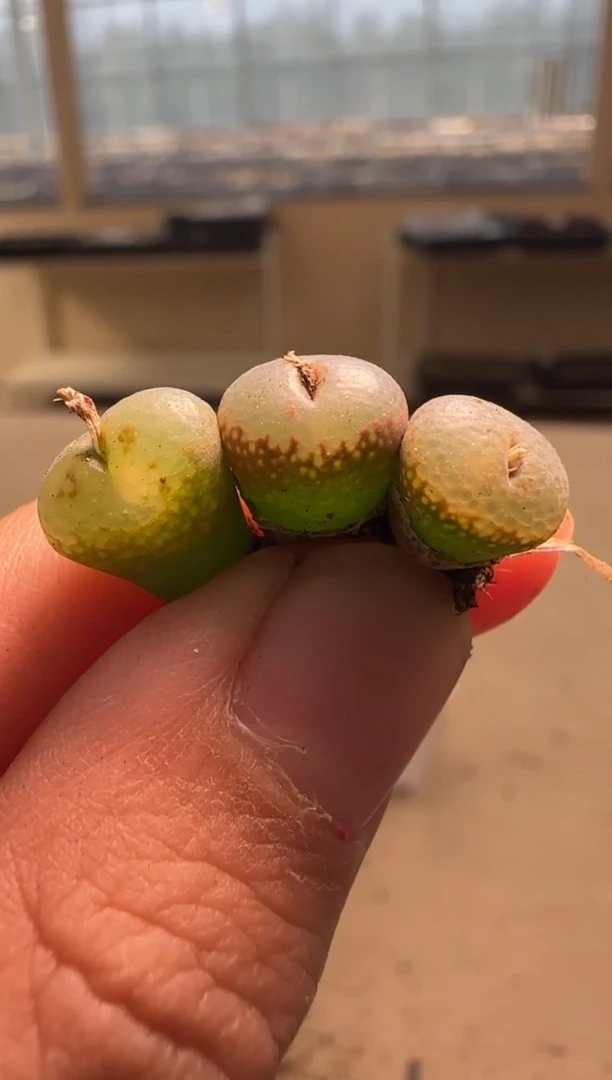 【闪购商品】24-82