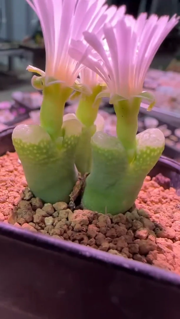 【闪购商品】17-507