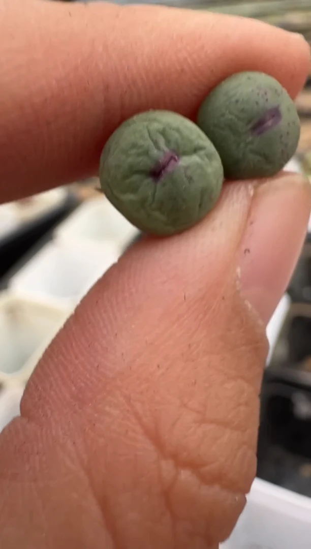 【闪购商品】14-155