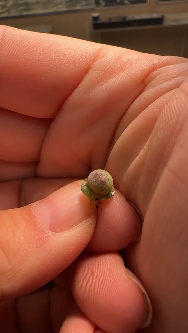 【闪购商品】29-552