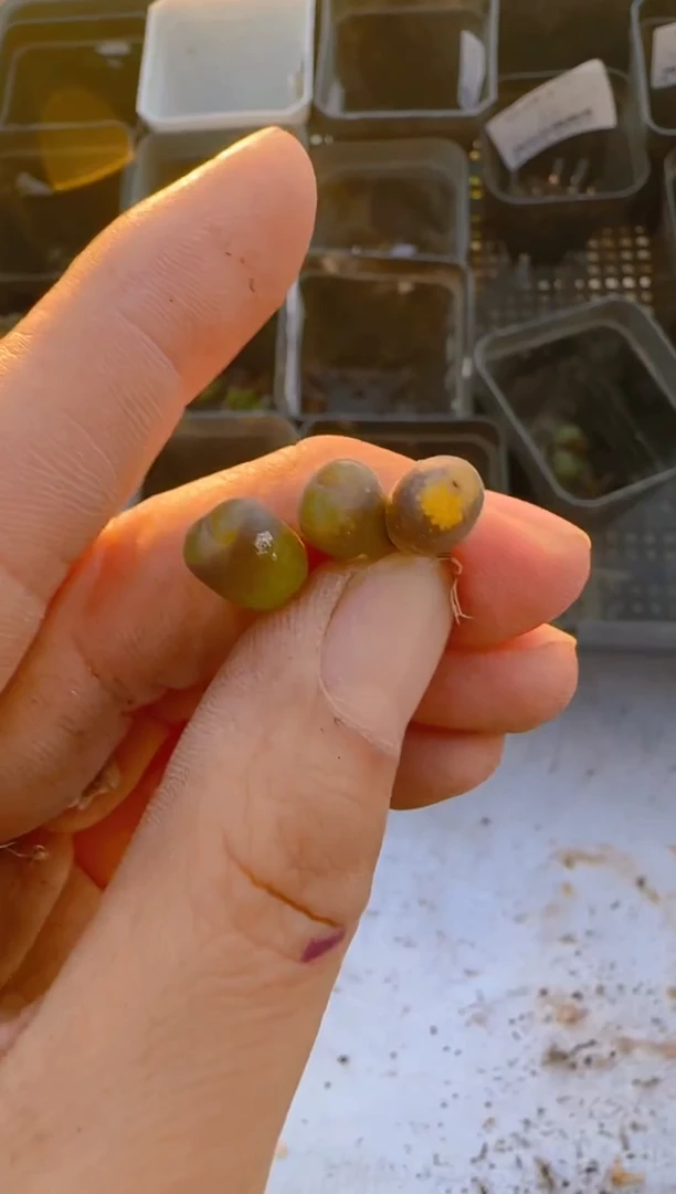 【闪购商品】5-181