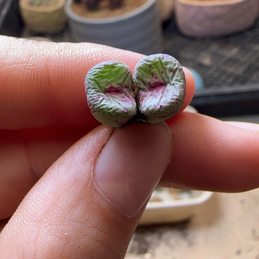 吃****兒12-242片乒乒乓乓乒乒乓乓