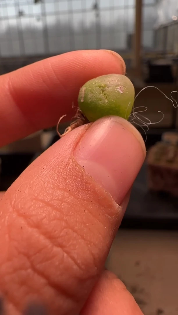 【闪购商品】28-68