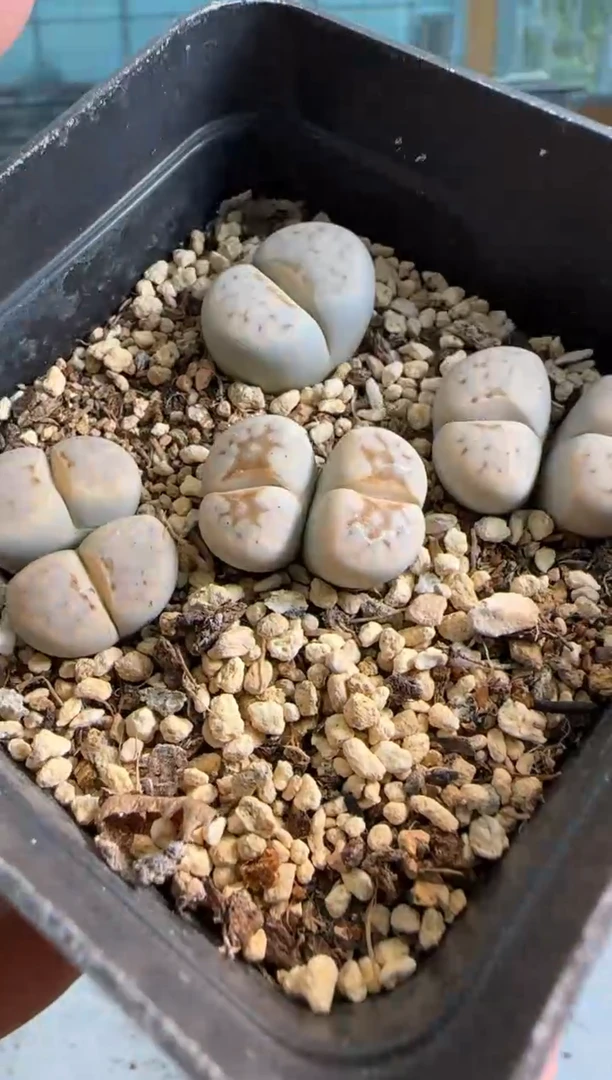 【闪购商品】20-188