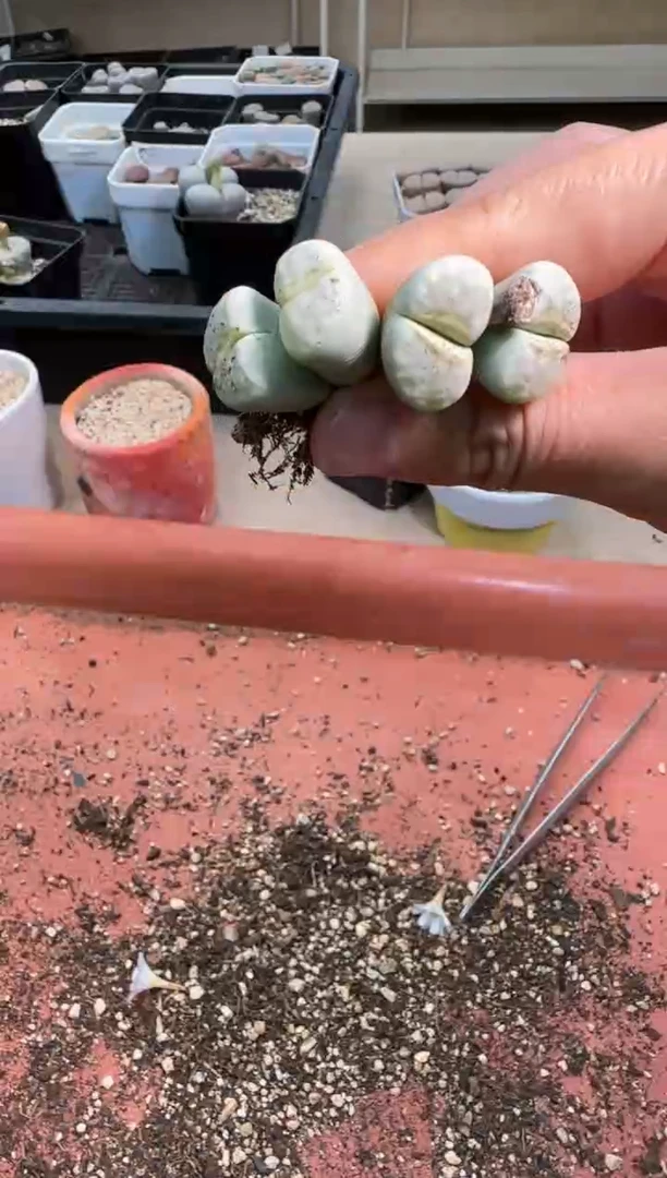 【闪购商品】20-254