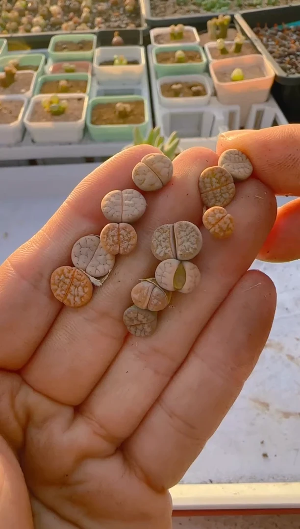 【闪购商品】5-130