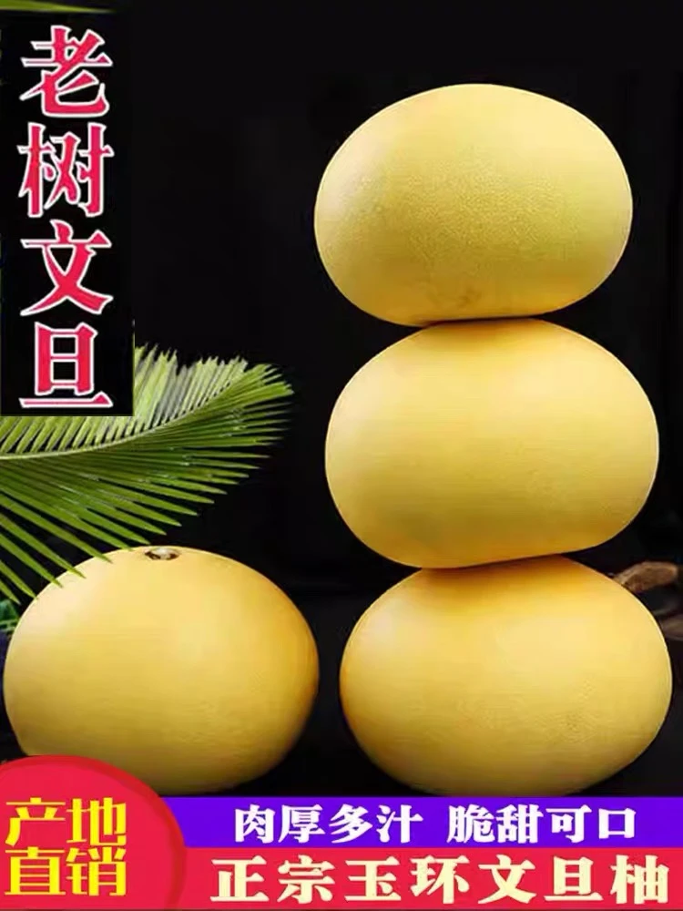 正宗玉环文旦柚老树果当季新鲜孕妇水果白心蜜柚非红心柚子