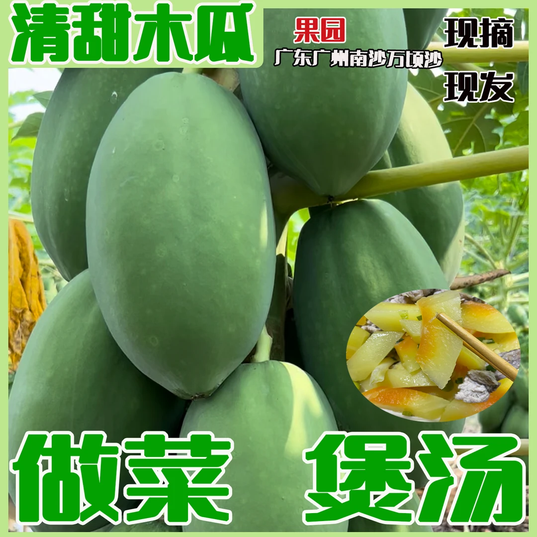 清甜木瓜烹饪做菜煲汤专用广州南沙万顷沙现摘现发广东木瓜（5斤）