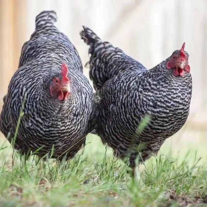芦花鸡整鸡肉质新鲜发货 肉质兼用8只整鸡包邮