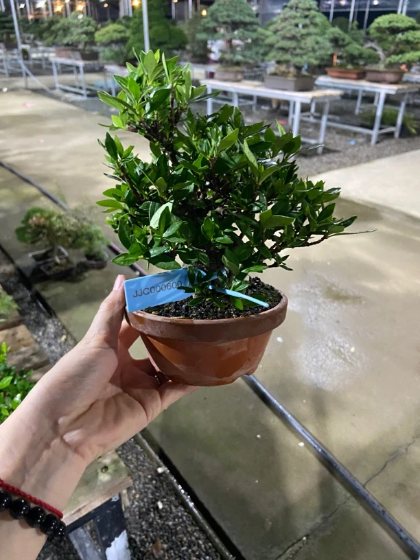 栀子花造型盆景进口盆景 规格品种齐全 一物一拍