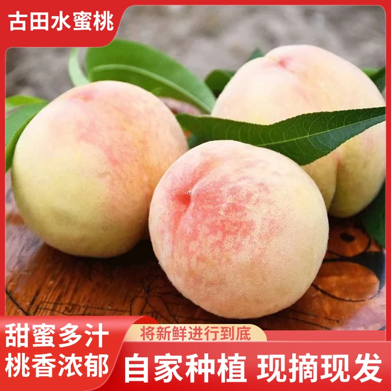 福建宁德古田甜桃5斤装含箱原产地直发鲜果现采现发新鲜甜蜜鲜果