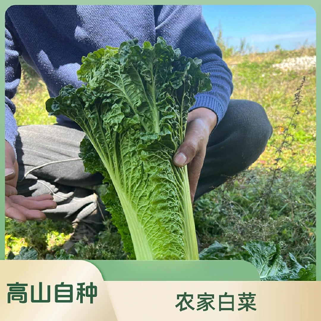【罗芳芳专享】贵州毕节高山农家自种青麻叶白菜青口白菜