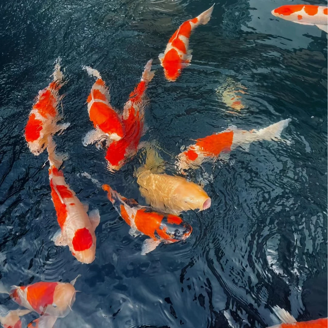 改价链接15-18cm血统锦鲤观赏鱼精选冷水鱼 混搭好养