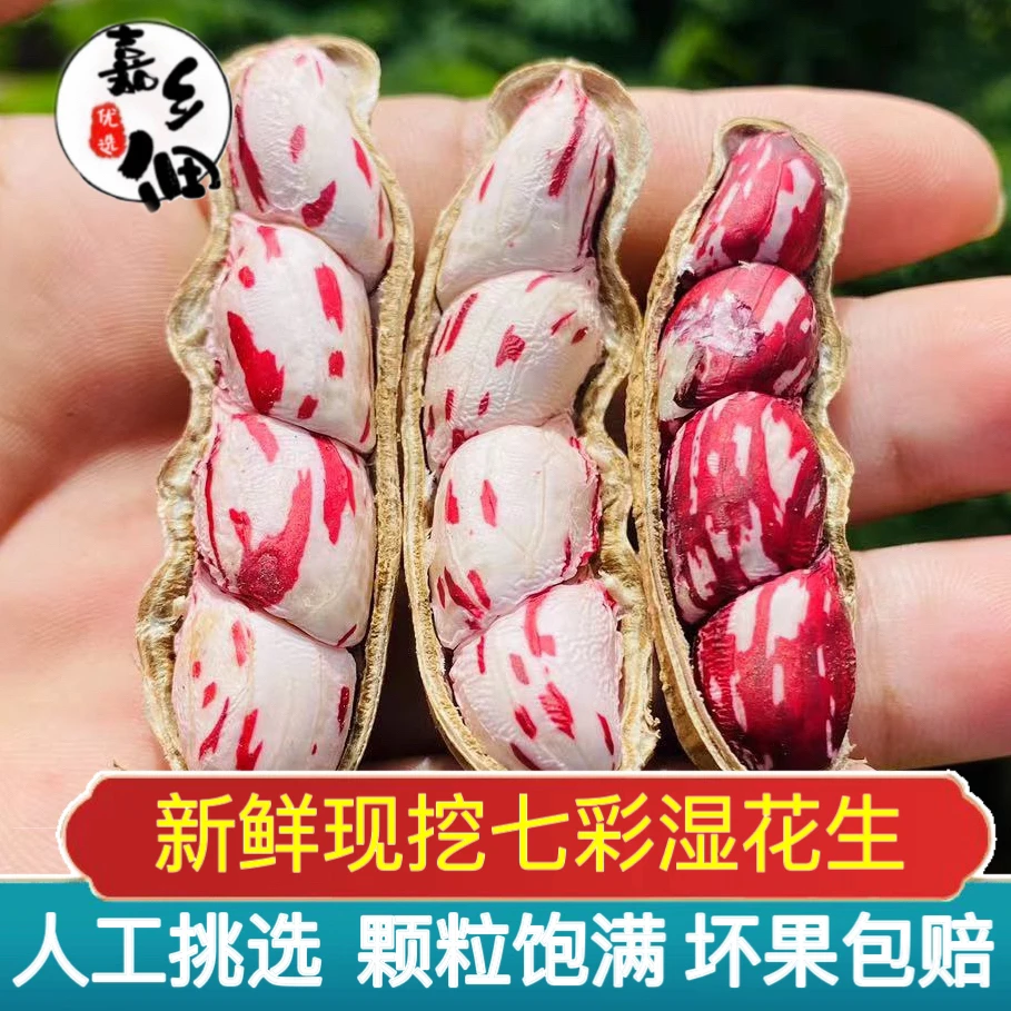 2024新鲜湿花生七彩花水果花生牛奶花生现挖五彩花生花生带壳现挖