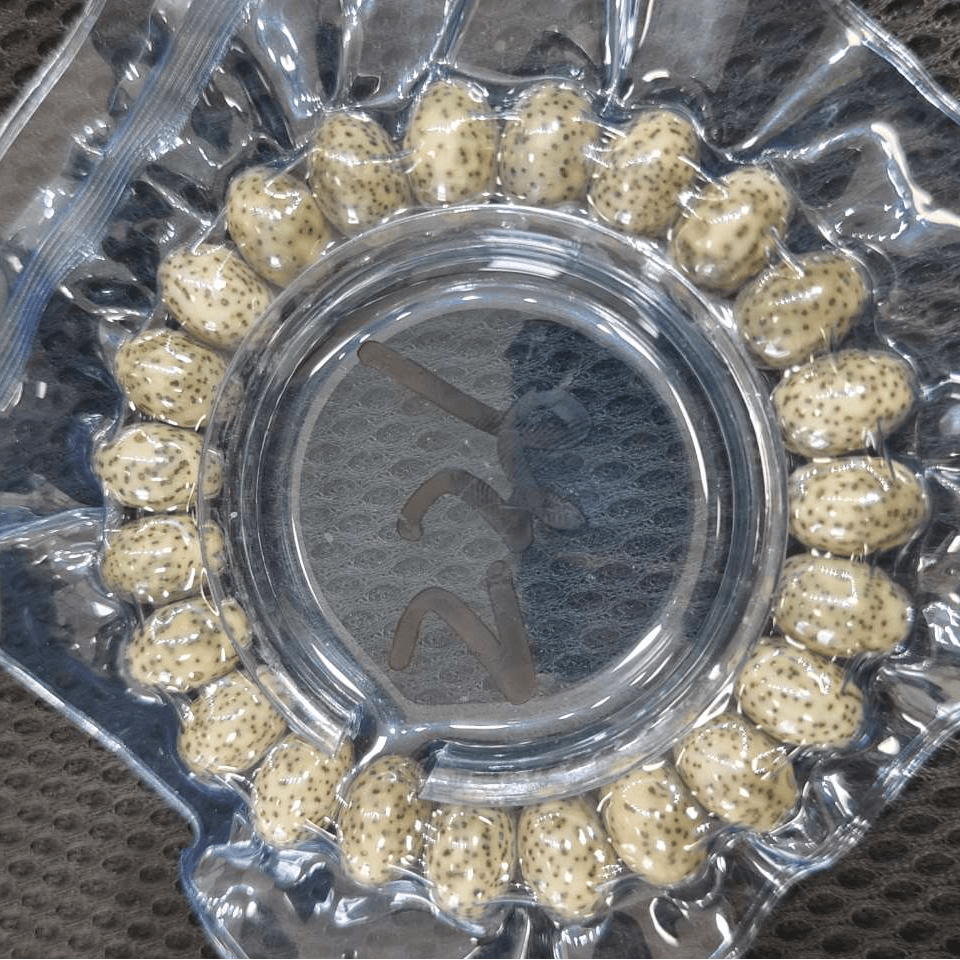 星月算盘文玩贰叁陆