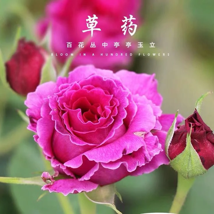 阳台大花微月草药多头四季开浓香波浪边月季玫瑰花苗庭院盆栽植物