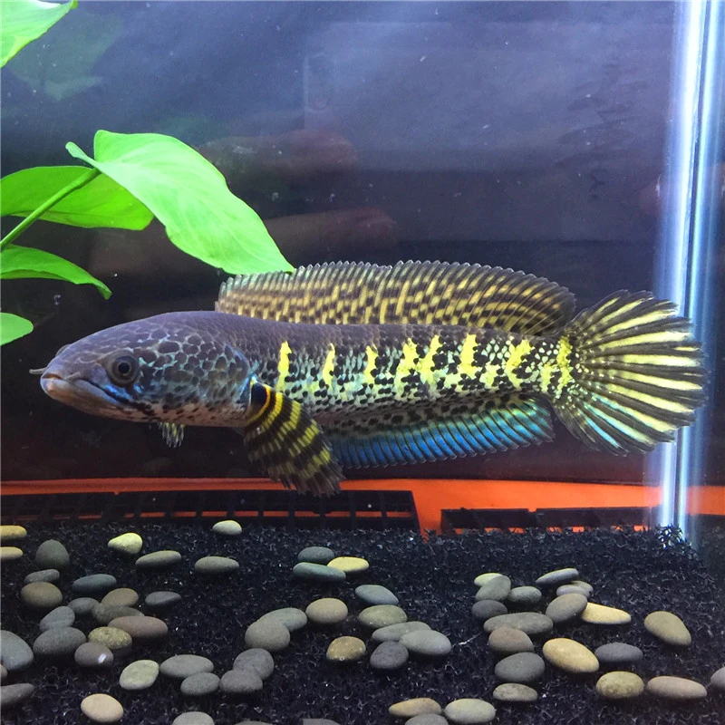 黄金眼镜蛇雷龙鱼观赏鱼中大型凶猛鱼原生态淡水鱼包邮常温鱼好养