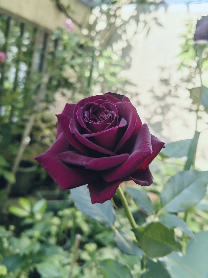 （暗香）黑红色的浓香型月季直立性好阳台庭院盆栽地栽