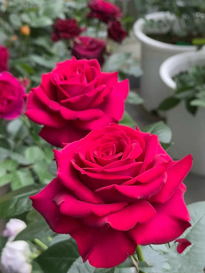(美人丽芙)浓香艳丽切花月季勤花易养盆栽庭院阳台