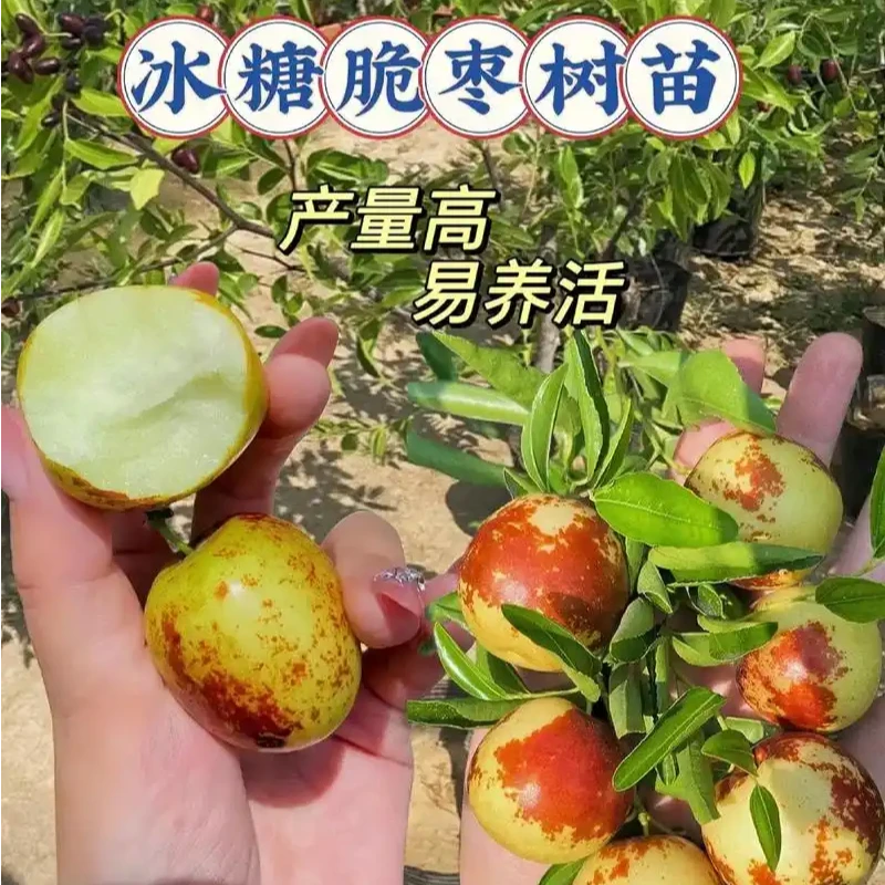 枣树嫁接活苗特大冰糖脆冬枣南方北方阳台庭院盆栽地栽耐寒果树苗