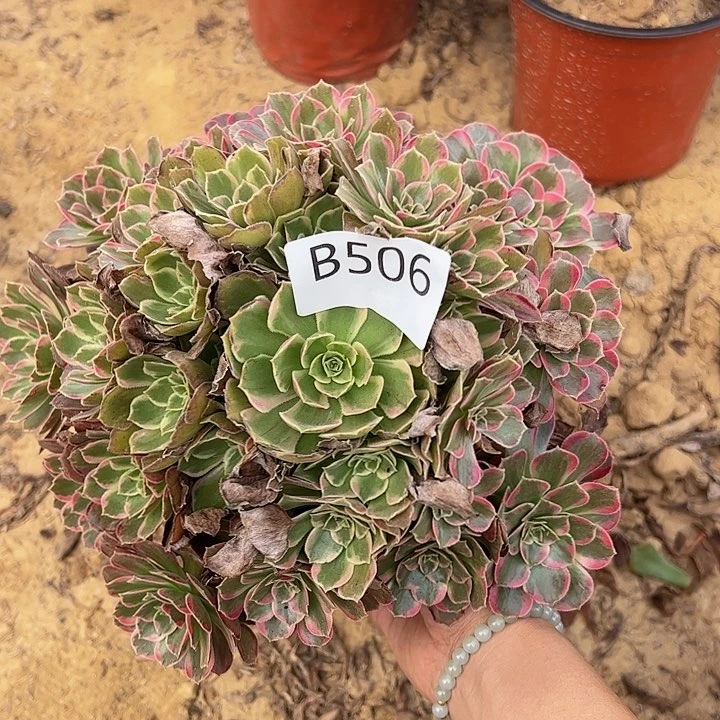 安娜多肉植物506